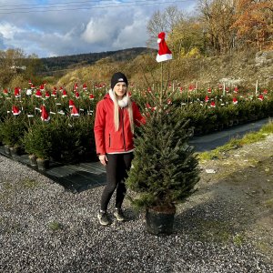 Smrek obyčajný (Picea abies) - výška 150-170 cm, kont. C25L